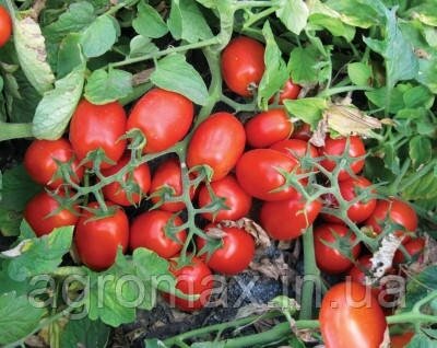 Насіння томату 3402 F1 500 с. Lark Seeds