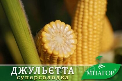 Цукрова кукурудза Джульєтта (Венеція) F1, Sh2-тип, 4000 насінин на 6 соток, 80-82 днів — Photo 3