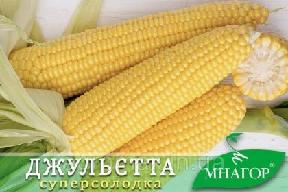 Цукрова кукурудза Джульєтта (Венеція) F1, Sh2-тип, Sh2-тип, 100 000 насінин на 1.5 га, середньостиглий (80-82 днів)