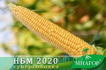 Кукурудза НБМ 2020 F1, Sh2-тип, 100 000 насінин, 75-78 днів, новинка