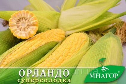 Цукрова кукурудза ОрландоF1, Sh2-тип, 200 насінин на 30 м2, 78-80 днів
