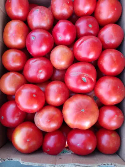 Томат Помідор детермінантний Монк F1 насіння 1000 шт Innova Seeds — Photo 3