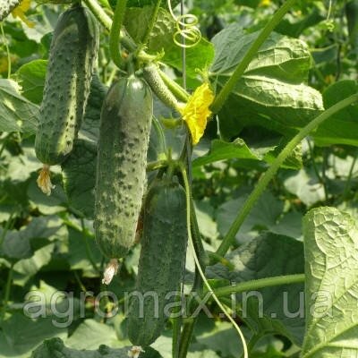 Огірок ЗКІ 104 / ZKI 104 F1 1000с. Lark Seeds — Photo 1