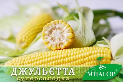 Цукрова кукурудза Джульєтта (Венеція) F1, Sh2-тип, 200 насінин на 30 м2, 80-82 днів середньостиглий — Photo 2