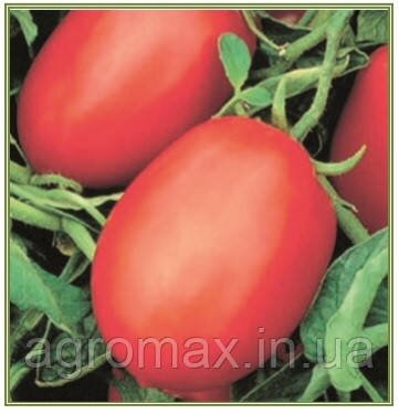 Насіння томату Ріо Фуего 0,5 кг Lark Seeds