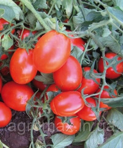 Насіння томату CXD 265 F1 10 000 н.