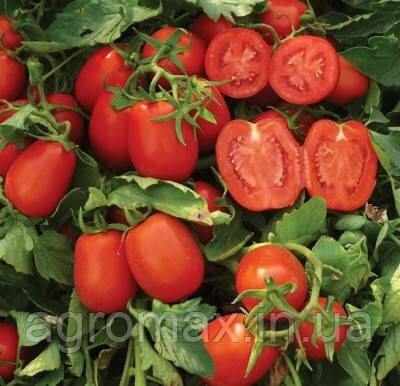 Насіння томату Платон F1 10 000 н.