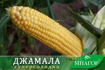 Цукрова кукурудза Джамала F1, Sh2-тип, 100 000 насінин на 1.5 га, 73-75 днів, раньостиглий — Photo 2
