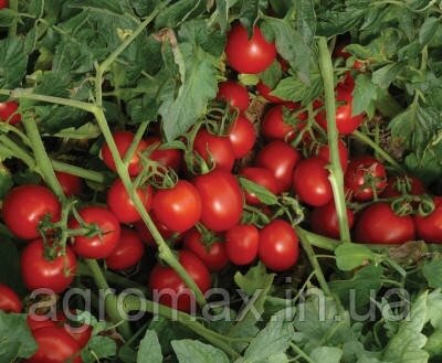 Насіння томату 7204 F1 500 с. Lark Seeds