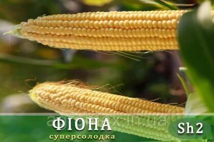 Цукрова кукурудза Фіона (Солодка Мрія) F 1, 100 000 насінин на 1.5 га, ранньостиглий (69-71 днів), Sh2-тип — Photo 2