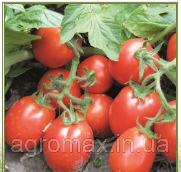Насіння томату Ріо Гранде 0,5 кг Lark Seeds