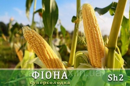 Цукрова кукурудза Фіона (Солодка Мрія) F 1, 100 000 насінин на 1.5 га, ранньостиглий (69-71 днів), Sh2-тип — Photo 1
