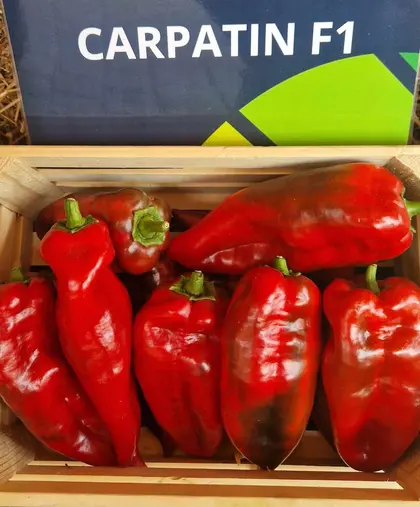 Перець Карпатін F1 Carpatin F1 насіння 50 шт Hektar