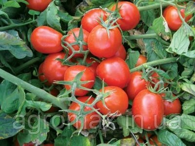Насіння томату 9661 F1 5000 с. Lark Seeds