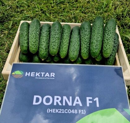 Дорма F1 / Dorma F1 100 насінин огірок Hektar (HEK21C048) — Photo 2