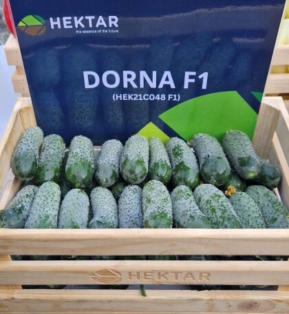 Дорма F1 / Dorma F1 500 насінин огірок Hektar (HEK21C048)