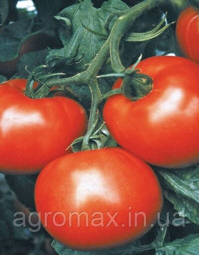 Насіння томату Мобіл 0,25 кг Lark Seeds