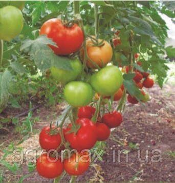 Насіння томату Баракуда F1 250 с. Lark Seeds
