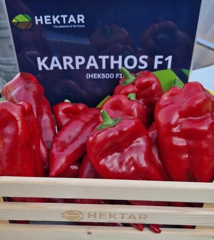 Перець Карпатос F1 Karpathos F1 насіння 500 шт Hektar