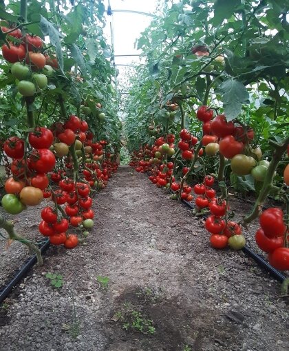 Молдовану F1 / Moldovеanu F1 1000 насінин помідор Hektar — Photo 1