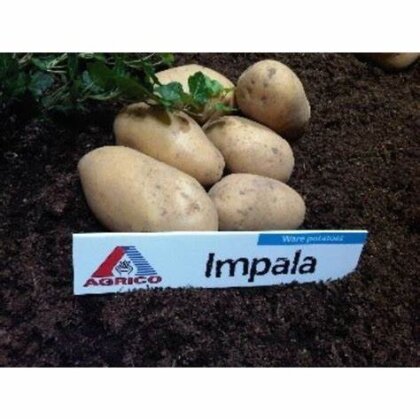 Картопля Імпала насіння 50 бульб Угорщина — Photo 1