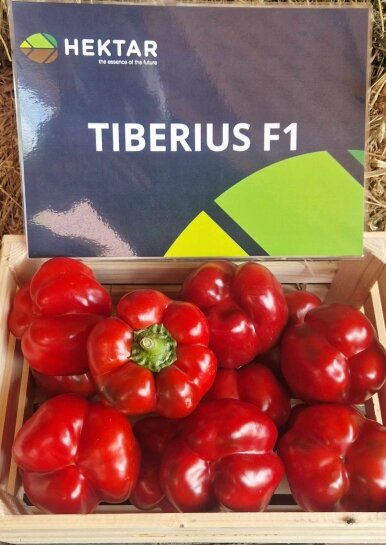 Тіберіус F1 / Tiberius F1 100 насінин перець Hektar
