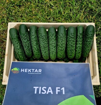 Огірок Тіса F1 Tisa F1 насіння 100 шт Hektar