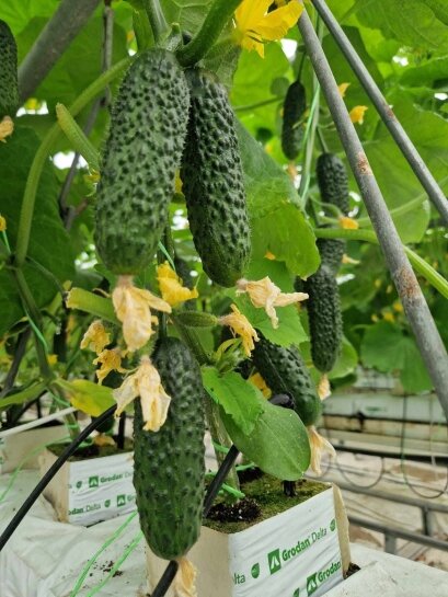 Огірок Тіса F1 Tisa F1 насіння 100 шт Hektar — Photo 3