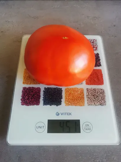 Томат Помідор детермінантний Монк F1 насіння 1000 шт Innova Seeds — Photo 12
