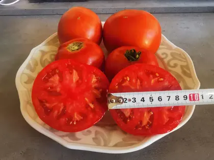Томат Помідор детермінантний Монк F1 насіння 1000 шт Innova Seeds — Photo 15