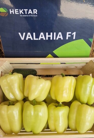 Перець Валахія F1 Valahia F1 насіння 100 шт Hektar