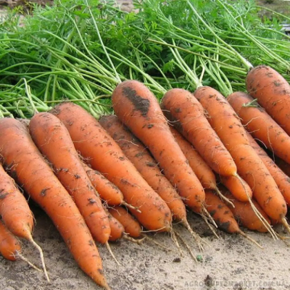Насіння Моркви Колтан F1 (1,6-1,8 мм) 100 000 насінин