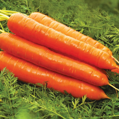 Насіння Моркви Колтан F1 25 000 насінин