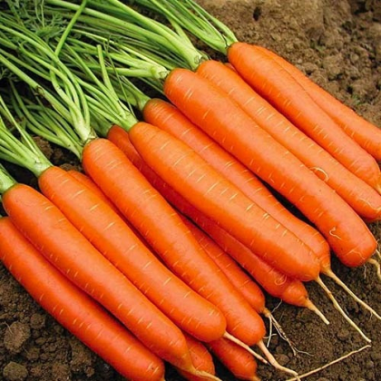 Морква Тiп Топ F1 Tip Top F1 насіння 0,5кг Rem seeds