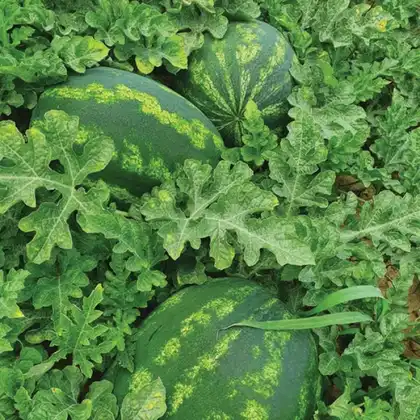  Кавун Шейні F1 насіння 100 шт Кітано Kitano Seeds — Photo 1