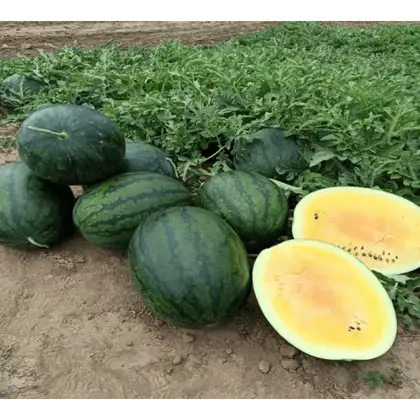 Кавун КС 500 F1 насіння 100 шт Кітано Kitano Seeds — Photo 1
