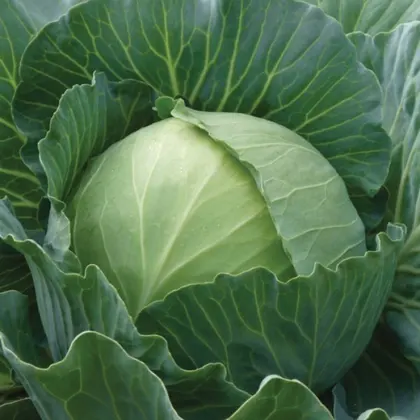 Капуста Дитмаршер насіння 25 000 шт Агросел Agrosel 