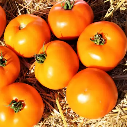 Помідор Айсан КС18 F1 Aysan KS18 F1 насіння 10 шт Kitano Seeds — Photo 1