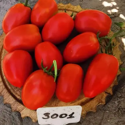 Томат помідор детермінантний Сімон F1 насіння 1000 шт Innova Seeds — Photo 1