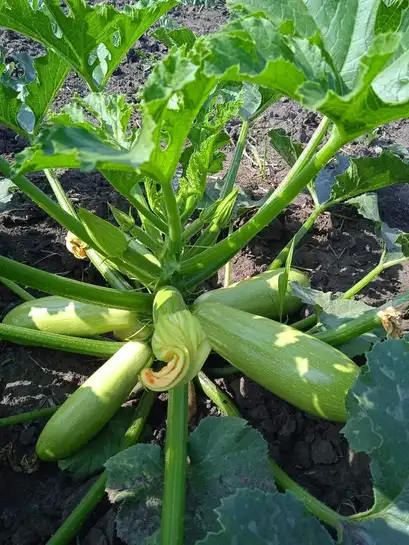 Кабачок Ренді INX 1424 F1 насіння 500 шт Innova Seeds