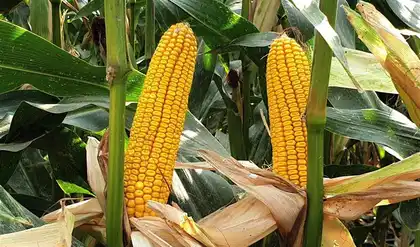Кукурудза Енермакс F1 насіння 50000 шт Syngenta