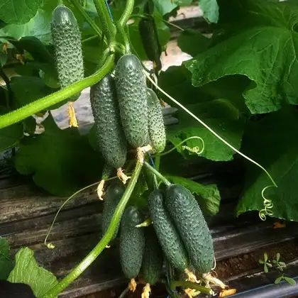 Огірок Моджо F1 насіння 500 шт Manier Seeds