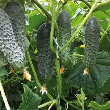 Огірок Моджо F1 насіння 500 шт Manier Seeds — Photo 1
