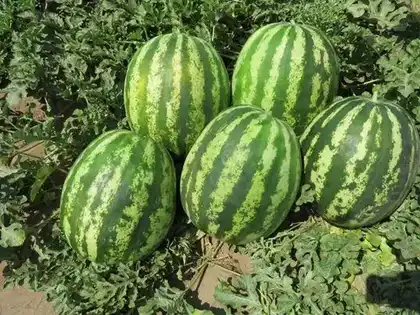 Кавун Тейтум F1 насіння 1000 шт Innova Seeds
