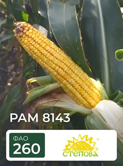 Кукурудза РАМ 8143 насінн 80 000 шт Степова — Photo 1