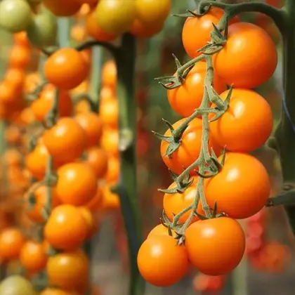 Томат Несі КС 1549 F1 індетермінантний насіння 100 шт Kitano Seeds