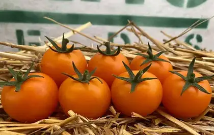 Томат Несі КС 1549 F1 індетермінантний насіння 100 шт Kitano Seeds — Photo 1