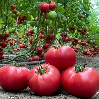 Томат КС 3811 F1 індетермінантний насіння 100 шт Kitano Seeds — Photo 2