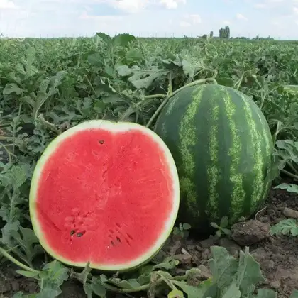 Кавун Балу КС 165 F1 насіння 100 шт Kitano Seeds