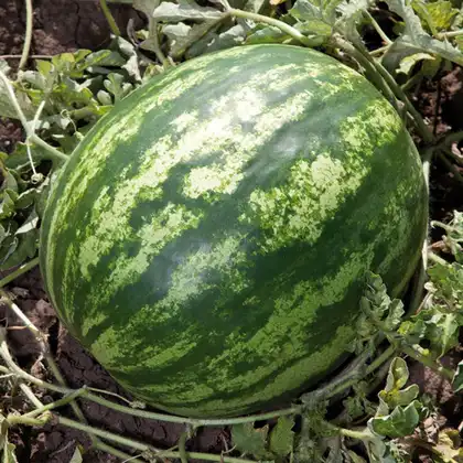 Кавун Балу КС 165 F1 насіння 100 шт Kitano Seeds — Photo 1
